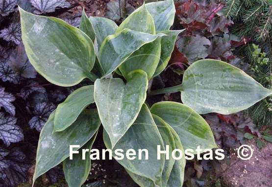 Hosta Three Sisters